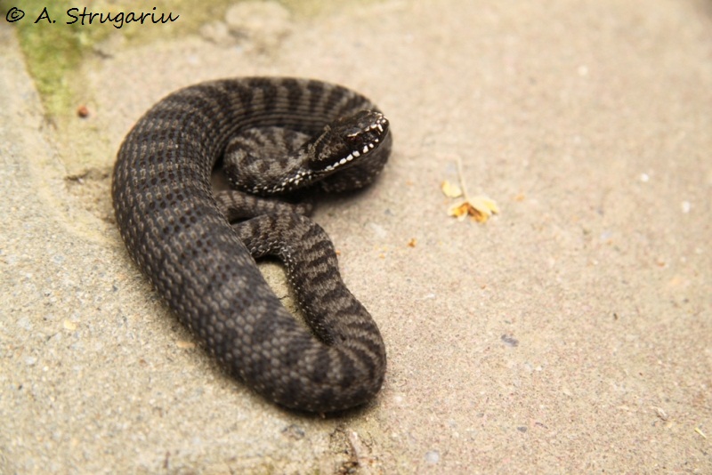 2010 Venomous Snakes in the Field (many, many photos) Nikols12