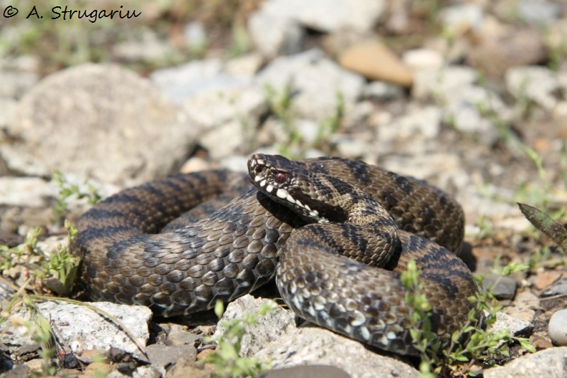 2010 Venomous Snakes in the Field (many, many photos) Nikols13