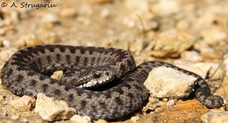 2010 Venomous Snakes in the Field (many, many photos) Seoane10