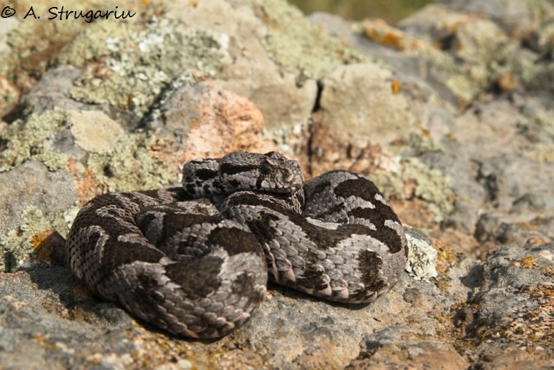 2010 Venomous Snakes in the Field (many, many photos) Xanthi11