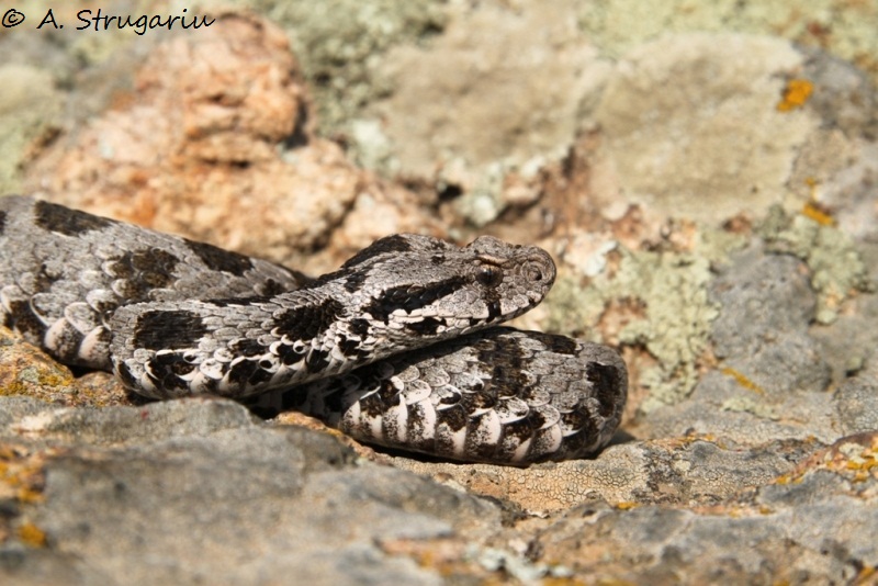 2010 Venomous Snakes in the Field (many, many photos) Xanthi12