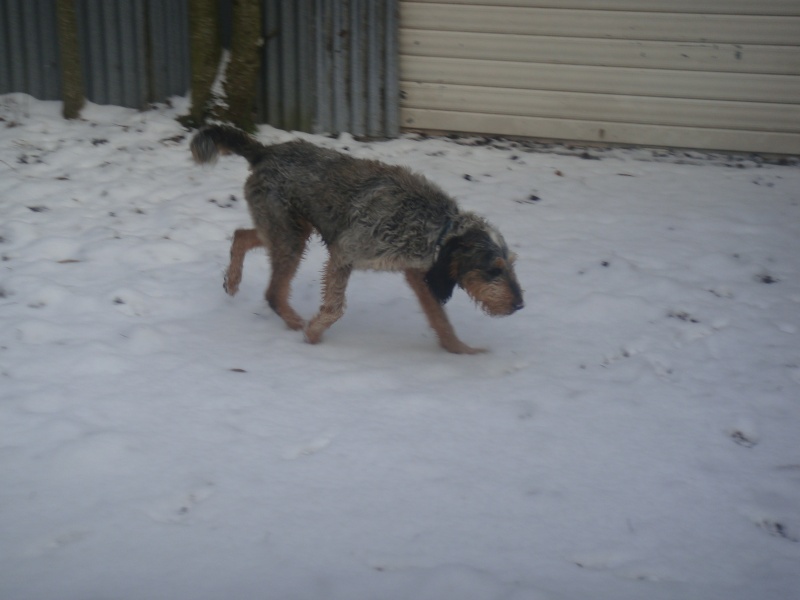 EDEN croisé Basset / Griffon 5 ans - Aunay sur Odon Dsc01711