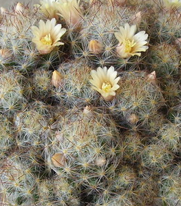 Sobno cveće Kaktu110