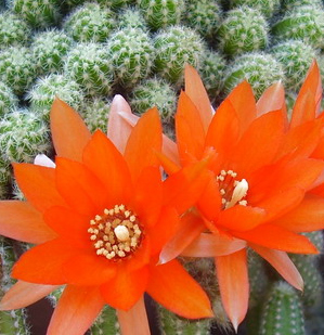 Sobno cveće Kaktus10