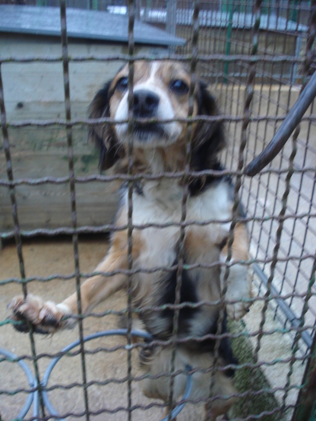 SOTHIS, femelle type beagle/épagneul, 6 ans (77) Dsc07431