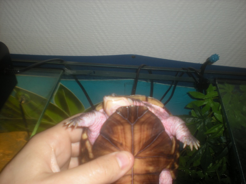 mes tortues aquatiques ont la peau qui est devenu rose Dscn6413