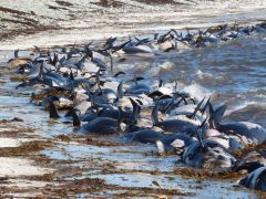 400 baleines-pilote échouées aux îles Malouines Balein10