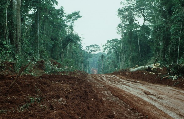 Forêt au Congo menacée 25 millions d'hectares For40210