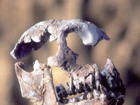 Découverte d'un pré-humain en Hongrie Prahum10