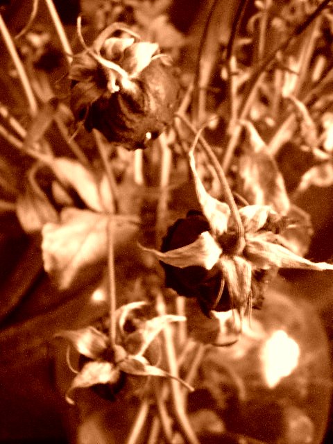 Les Fleurs Mortes Dscn3611