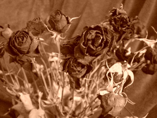 Les Fleurs Mortes Dscn3612