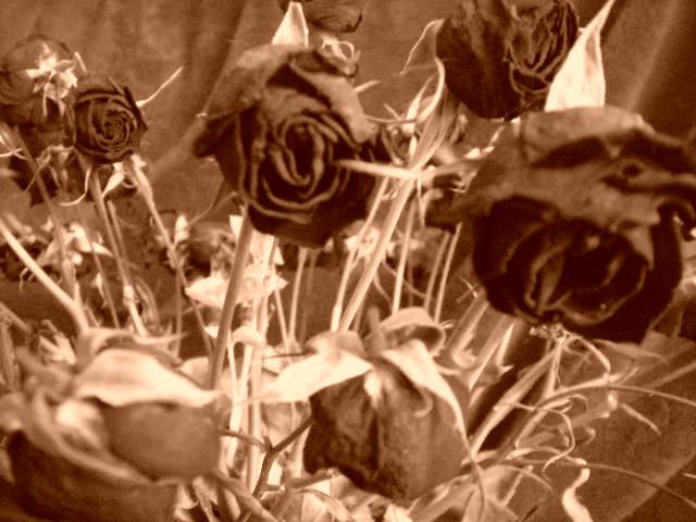 Les Fleurs Mortes Dscn3613
