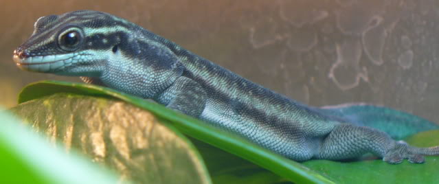 PHELSUMA BARBOURI (gecko diurne de barbour) 12-110