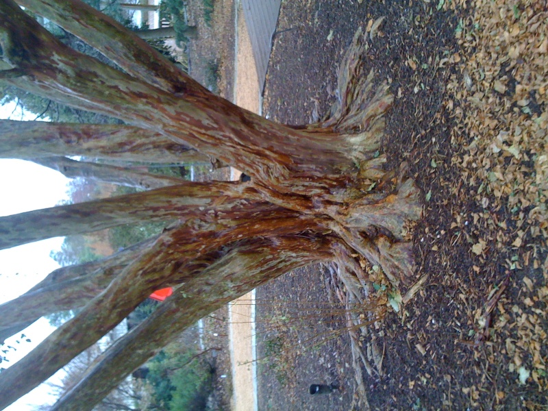 Fantasy Red Crape Myrtles at JC Raulston Arboretum in Raleigh. Photo_10