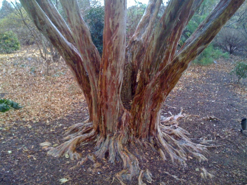 Fantasy Red Crape Myrtles at JC Raulston Arboretum in Raleigh. Photo_14
