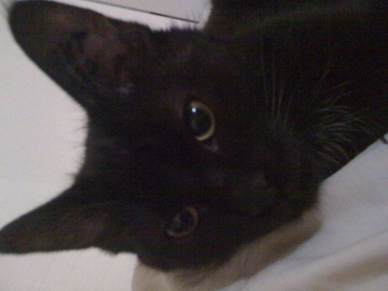 Flou, chat noir, né fin avril 2010, troubles neurologiques - en FA - SPA Amance Photo_13