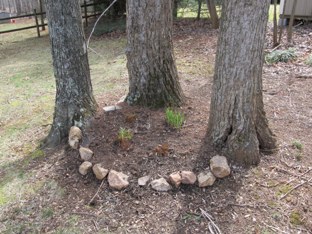 Lisa's Sad Gardening Thread Img_0611