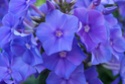 Мы любим цветы Blue_p11