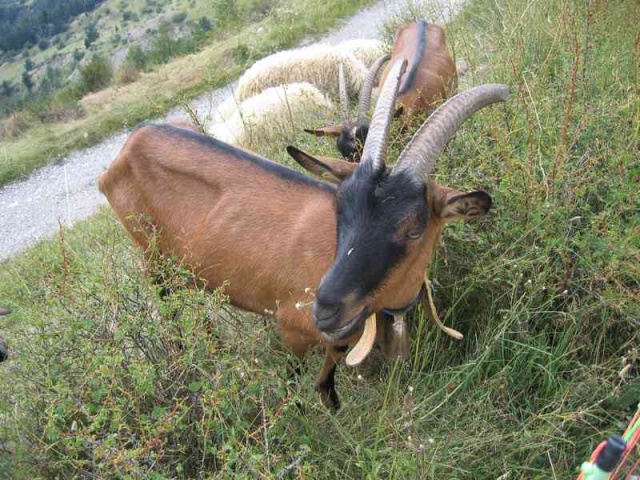 Flore et faune des Alpes Img_4410