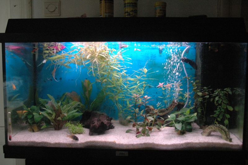 Mon aquarium Mes_im12
