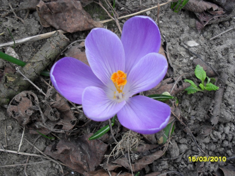 Crocus 2010-2011 Photo_18