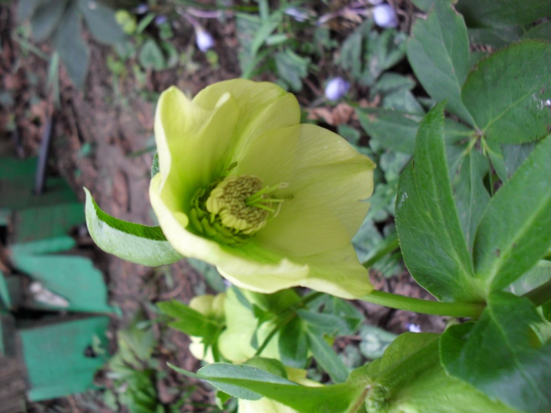 Hellebores 2011 - Page 2 Photo_25