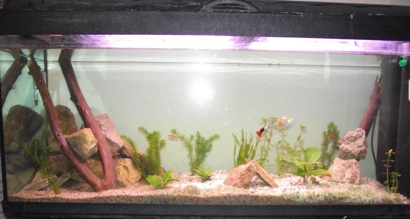 Aquarium Marly 150 L ( Repro de Barbus Cerise ! ) Aqua210