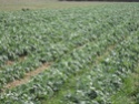 Chou commun / Brassica oleracea Dsc00112