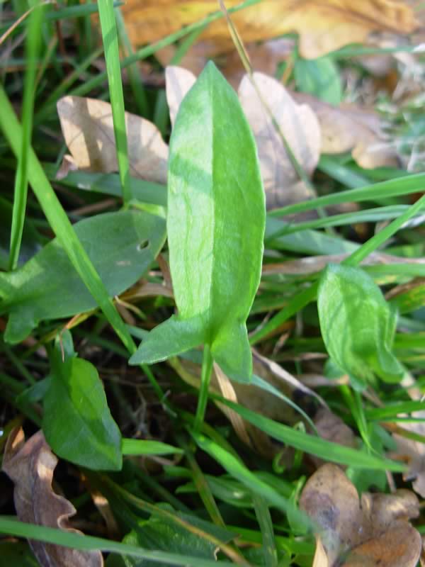 weed or surprise good thing? (plant ID please) Sheep_10