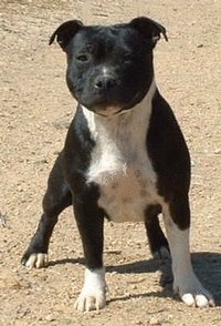 A adopter Aventure femelle staffie - 5 ans  20689310