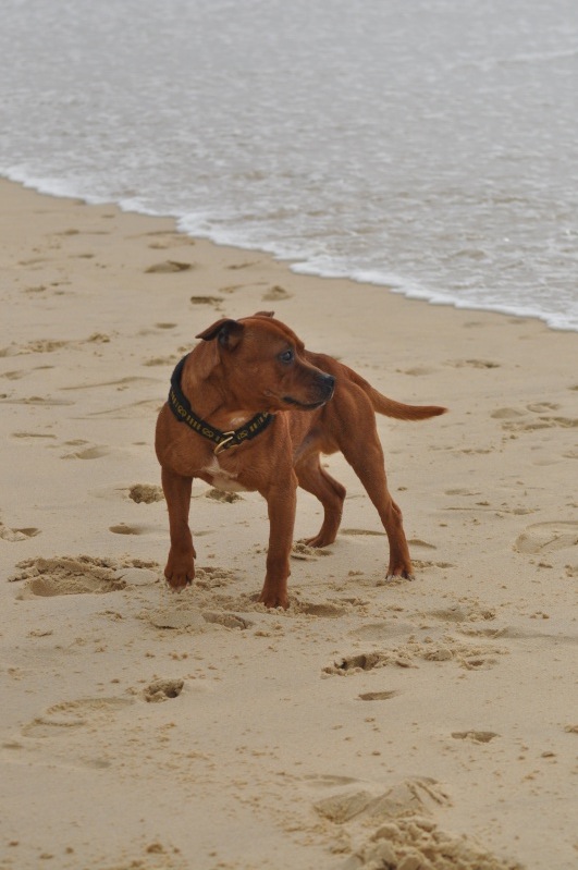 Natchez on the beach ^^ Oakbe133