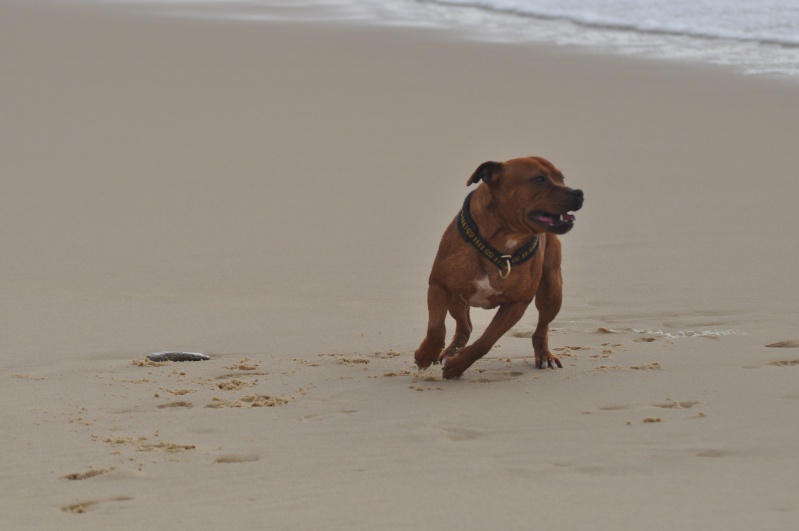 Natchez on the beach ^^ Oakbea71