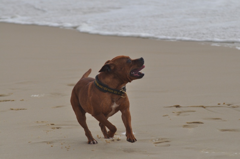 Natchez on the beach ^^ Oakbea72