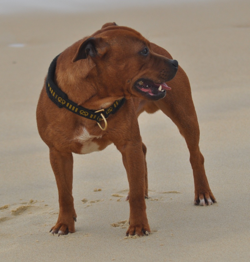 Natchez on the beach ^^ Oakbea98