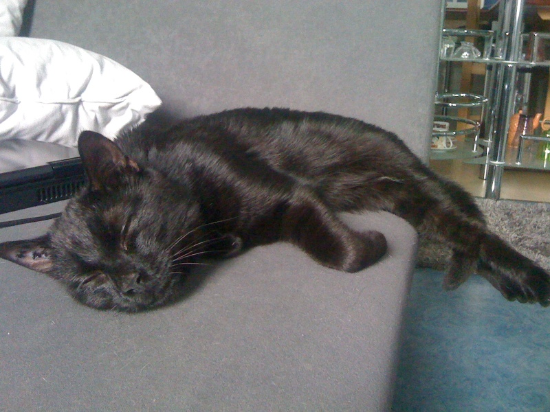 Tweest, jeune chat noir médaille blanche, 2 ans Img_1110