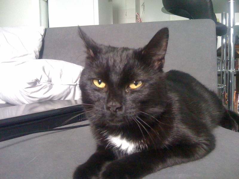 Tweest, jeune chat noir médaille blanche, 2 ans Img_1111