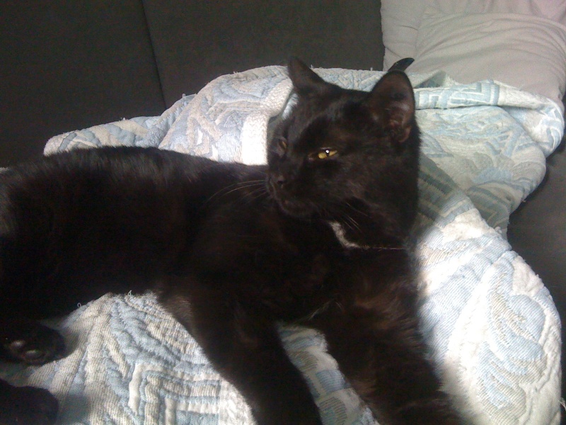 Tweest, jeune chat noir médaille blanche, 2 ans Img_1112