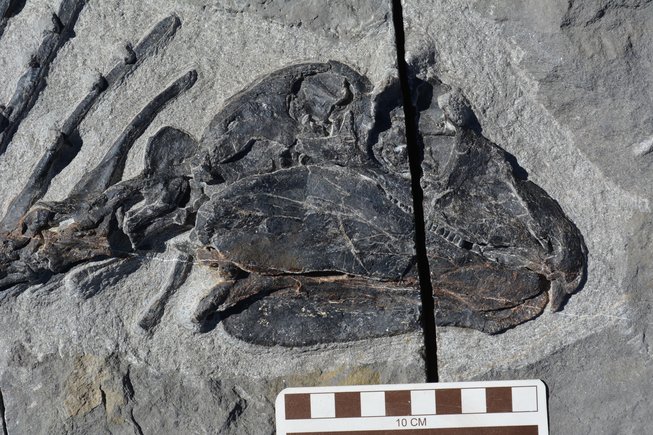 El fósil más antiguo de un reptil herbívoro, Gordodon, descubierto en 2013 en EEUU, retrasa 100 millones de años la comprensión de la evolución herbívora, según una investigación del Museo de Historia Natural de Nuevo México. 15530410