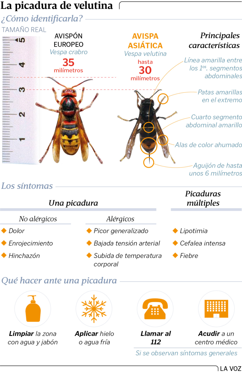 El caso de las abejas desaparecidas. - Página 3 Gn17p810