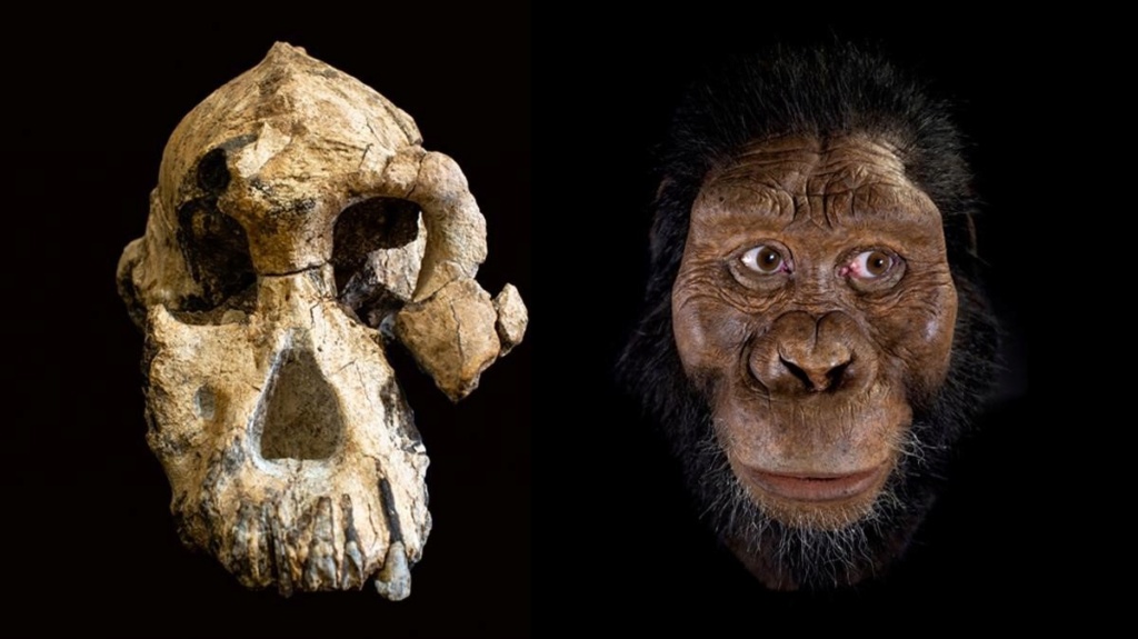 El hallazgo de un cráneo demuestra que la especie de Lucy no vivió sola hace 3,8 millones de años. Zentau13