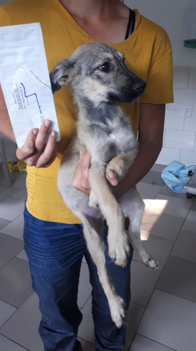 LOUPIA - femelle croisée chien loup taille moyenne adulte née env mai 2018 - REMEMBER ME LAND- ADOPTEE par Sébastien (14) 39755110