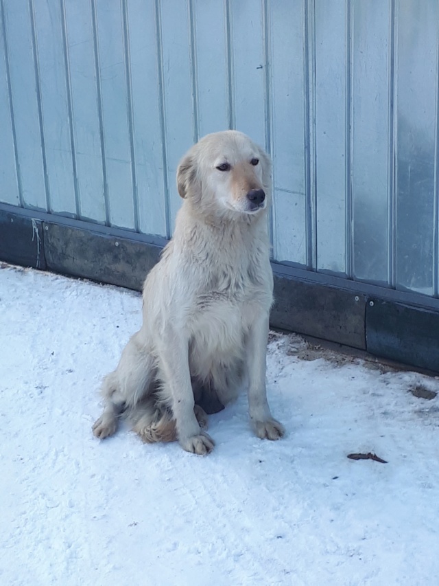 GYPSY (ex FELICIE) - Magnifique maman courage fatiguée, croisée de taille moyenne, née environ en décembre 2014 - REMEMBER ME LAND - Adoptée par Emily (13)  49947610