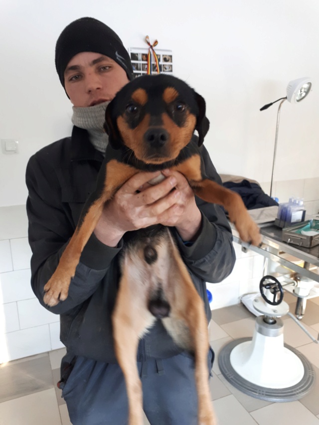 MOWGLI- mâle croisé pinscher de petite taille, né en 2017 environ. Amical (PASCANI) - REMEMBER ME LAND, Adopté en Roumanie 51233311