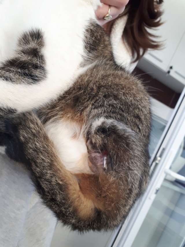 SOLSTICE - gentille chatte femelle tripattes - née environ avril 2016 - Adoptée par Somaye (Belgique) 52353210