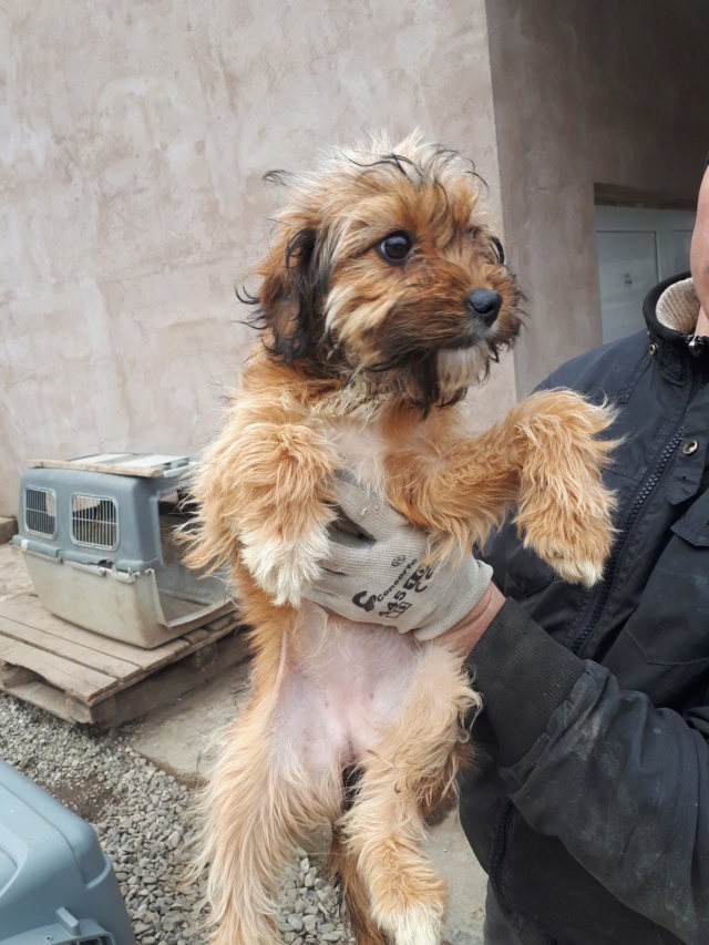 SCRUFFY (ex HOLLY) - chiot femelle, de taille moyenne à l'âge adulte, née en novembre 2018 - REMEMBER ME LAND - Adoptée par Véronique et Alain (Luxembourg) 52692310