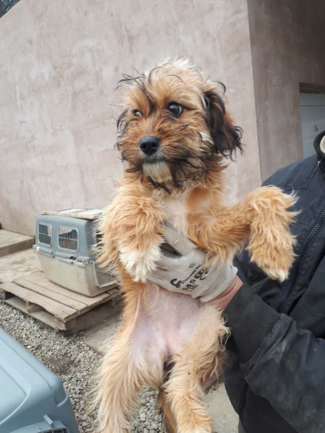 SCRUFFY (ex HOLLY) - chiot femelle, de taille moyenne à l'âge adulte, née en novembre 2018 - REMEMBER ME LAND - Adoptée par Véronique et Alain (Luxembourg) 52695010