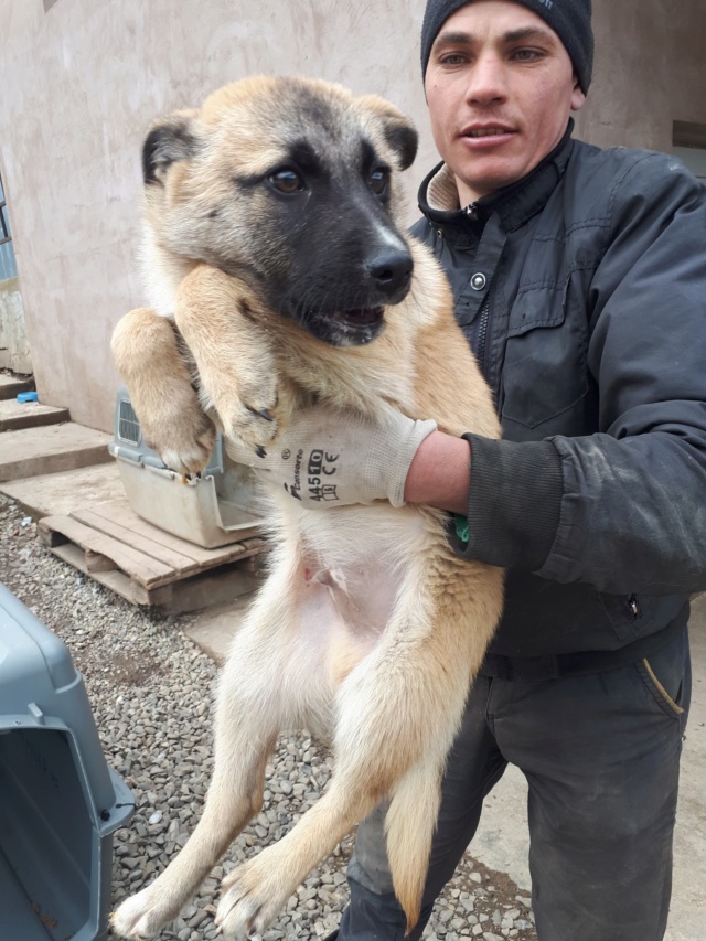 HEROS -  chiot mâle de taille moyenne à l'âge adulte, né environ en octobre 2018 - adopté par Tessa (63) 52846811