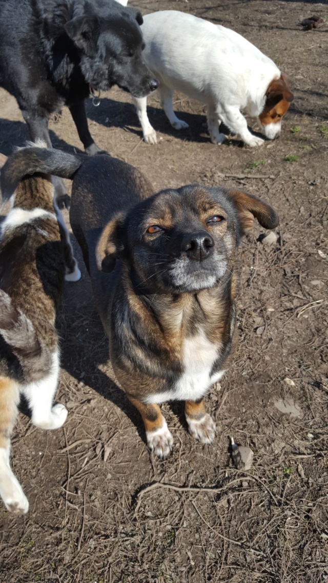 ELITA - femelle croisée affectueuse et sociable, de petite taille, née environ juin 2016 chez Camélia - Adoptée par Clara (77)  53229410