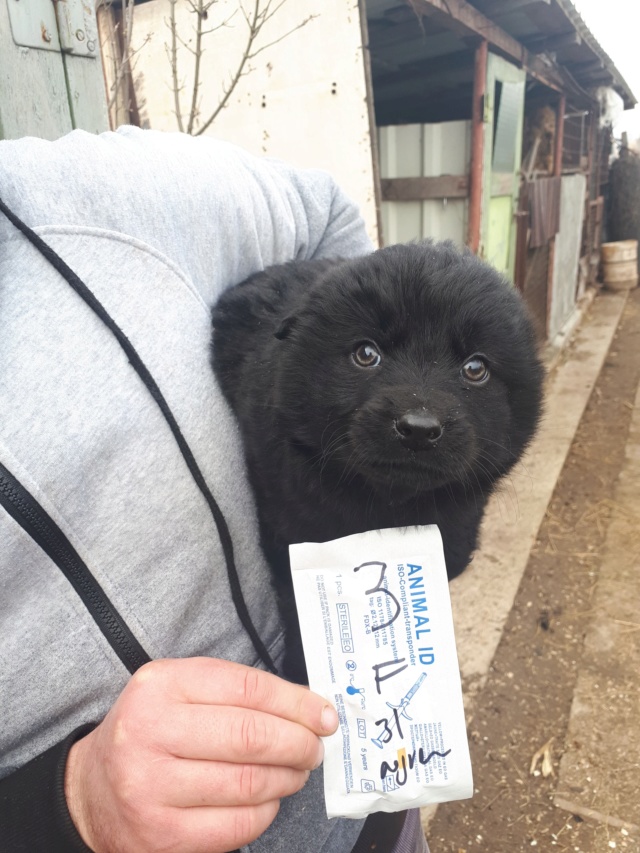 NERINA - chiot femelle - de petite taille à l'âge adulte, née en décembre 2018 - REMEMBER ME LAND - Adoptée par Caroline (91) 53728010