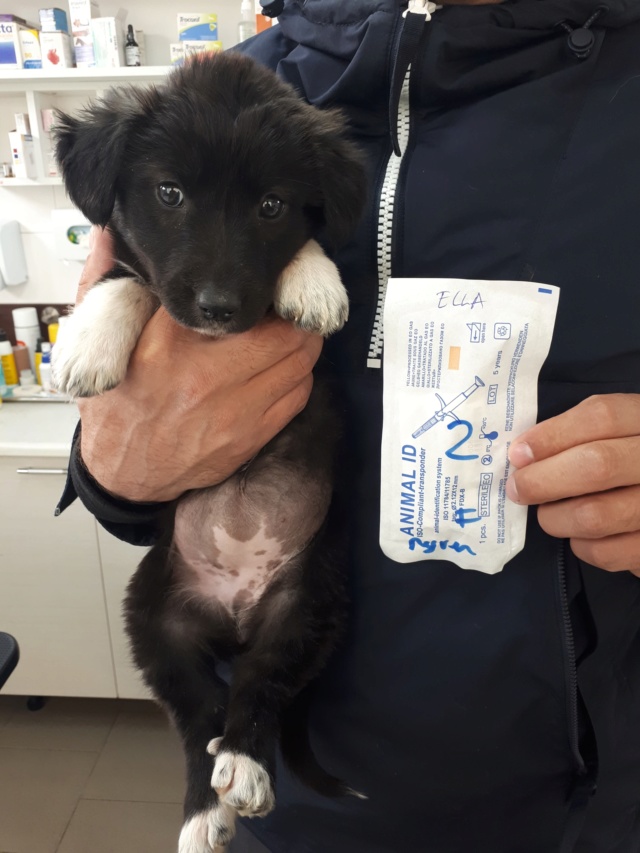 ELLA -  chiot femelle - taille moyenne à l'âge adulte - Née en février 2019 - REMEMBER ME LAND - adoptée par Basile (Belgique) 59777710